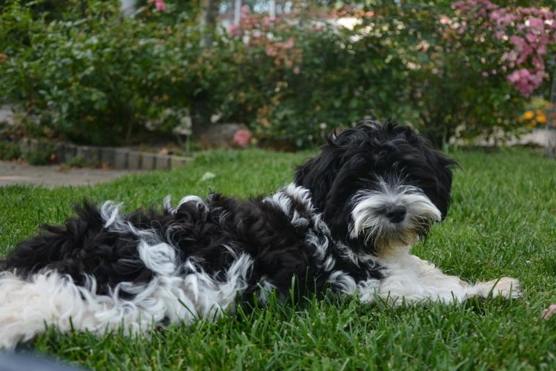 Bichon havanais Berta billede 5