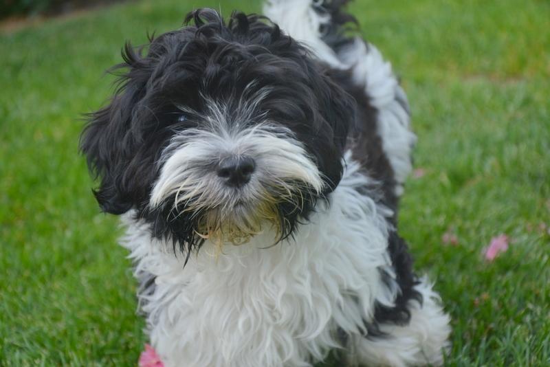 Bichon havanais Berta billede 4