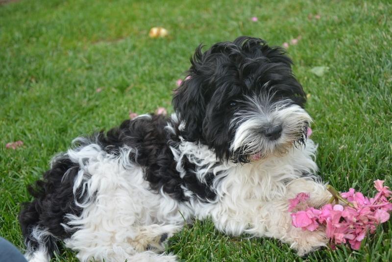 Bichon havanais Berta billede 8