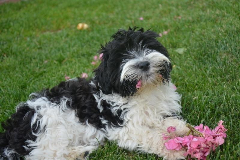 Bichon havanais Berta billede 9