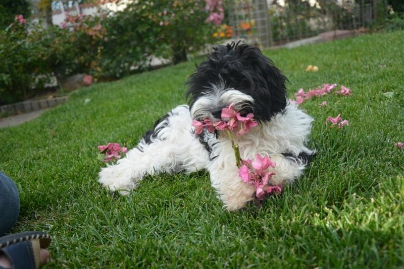 Bichon havanais Berta billede 10