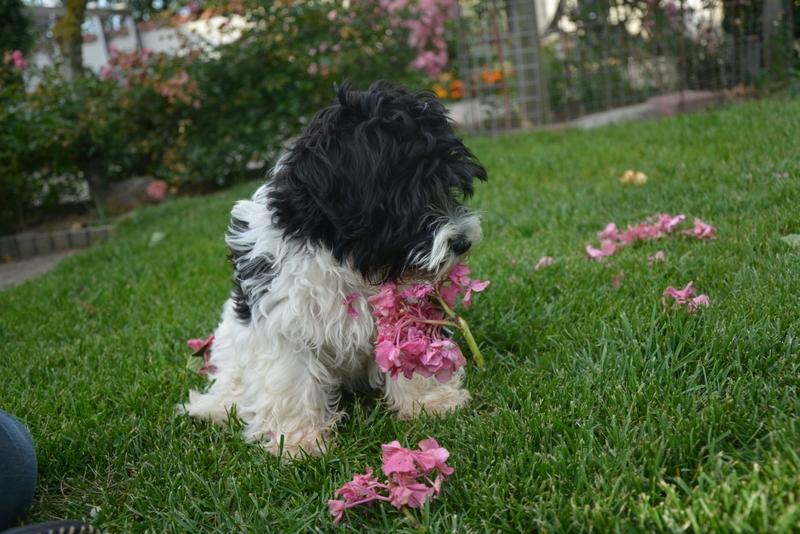 Bichon havanais Berta billede 11