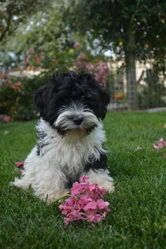 Bichon havanais Berta billede 13