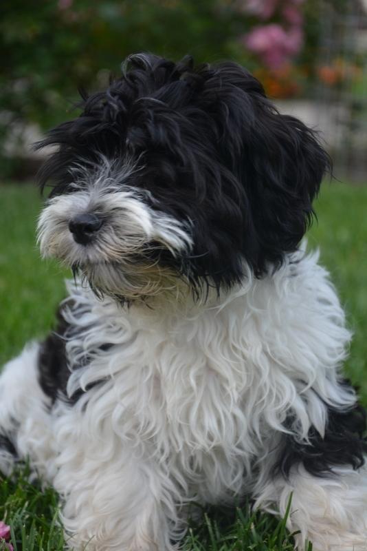 Bichon havanais Berta billede 14