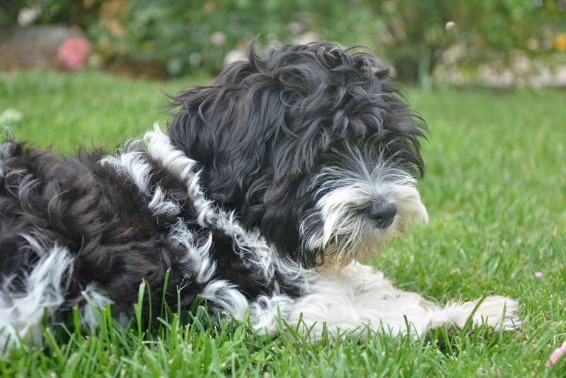 Bichon havanais Berta billede 6