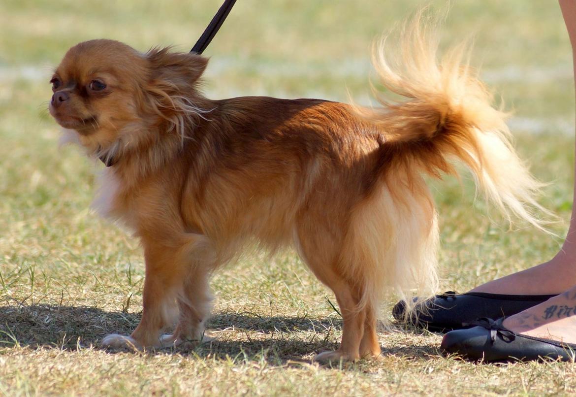 Chihuahua Kennel Little Joy Sif Nelley billede 40