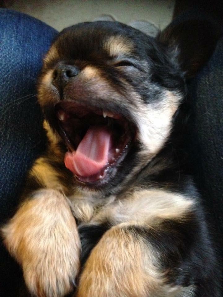 Chihuahua Neva billede 1