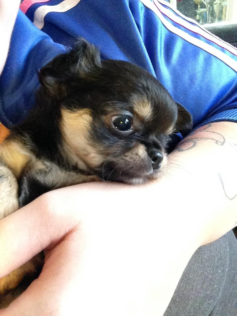 Chihuahua Neva billede 2