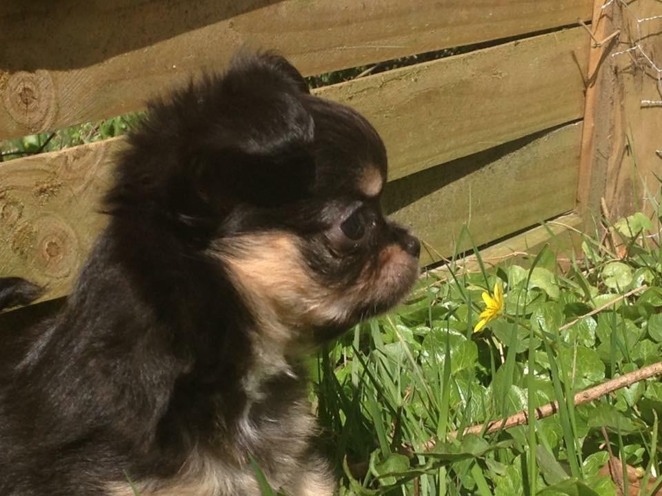 Chihuahua Neva billede 4