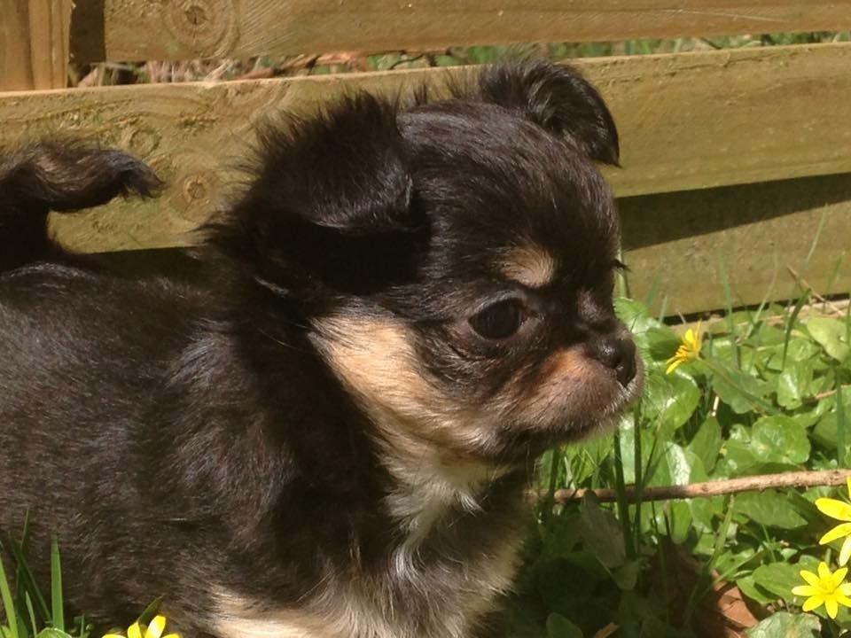 Chihuahua Neva billede 5