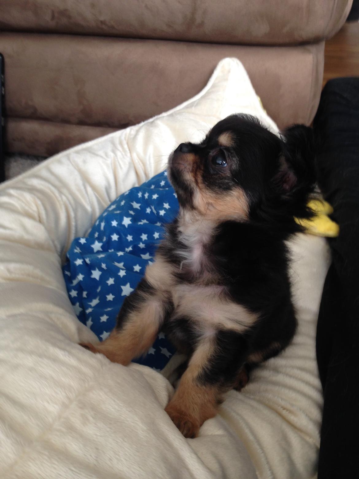 Chihuahua Neva billede 6