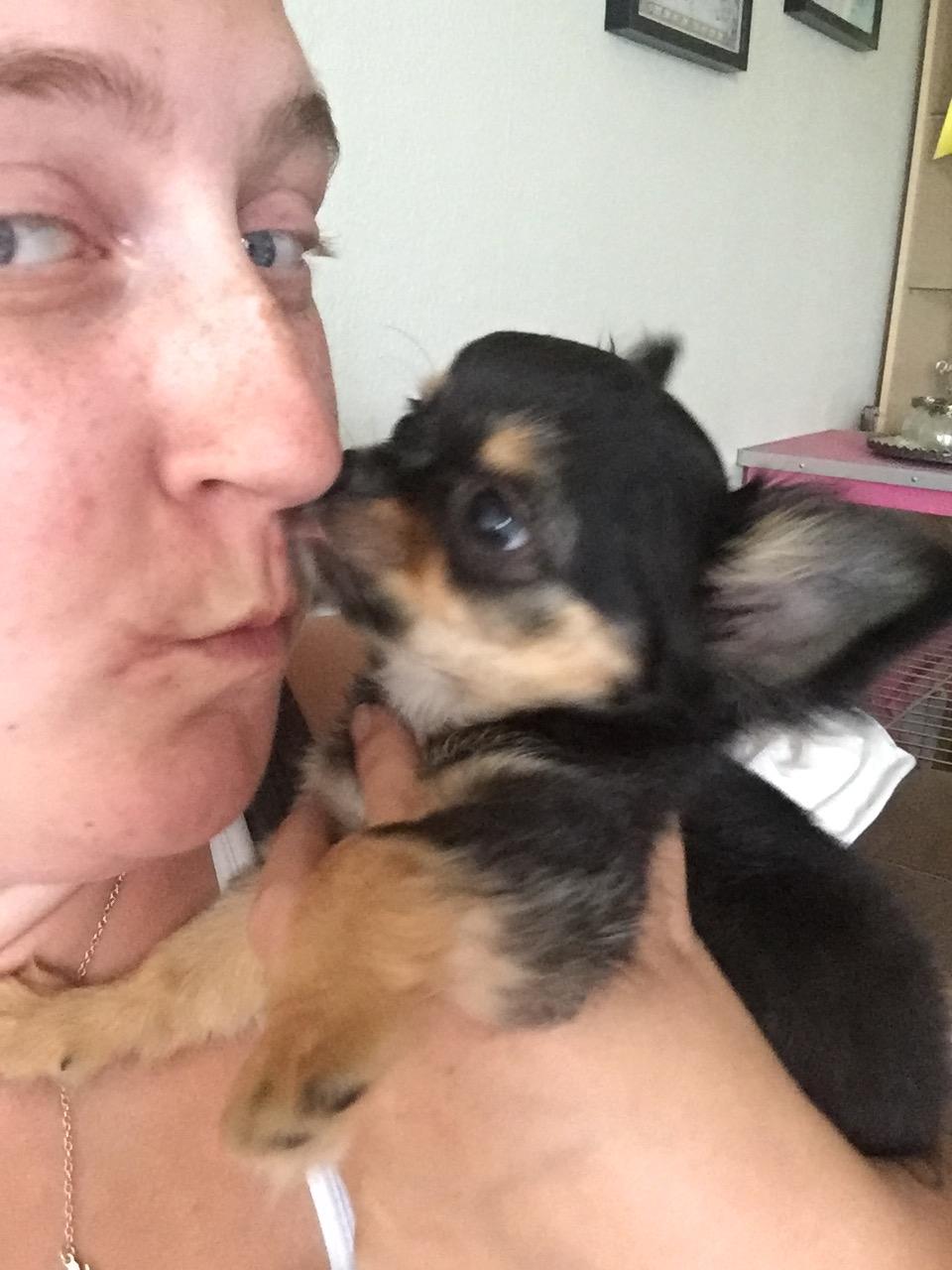 Chihuahua Neva billede 7