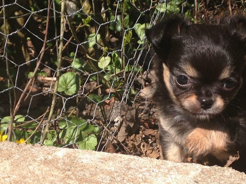 Chihuahua Neva billede 3