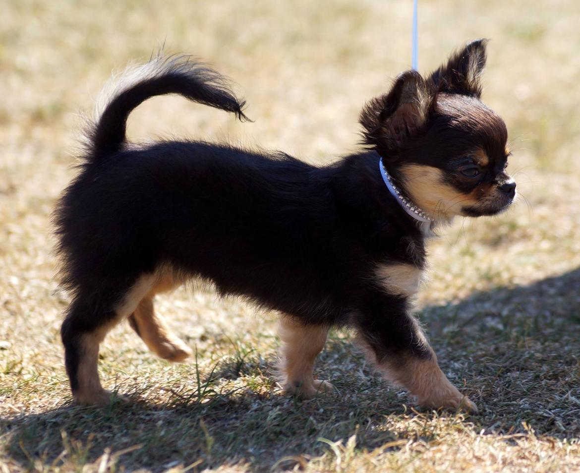 Chihuahua Neva billede 9