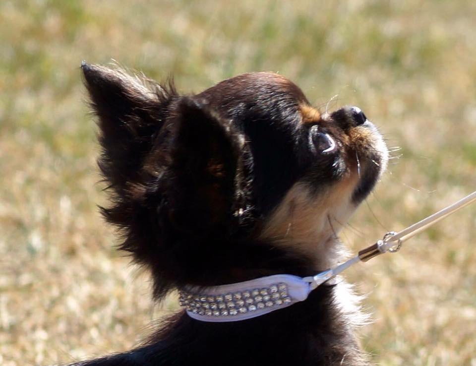 Chihuahua Neva billede 10