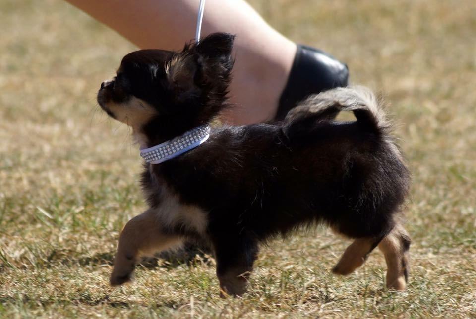 Chihuahua Neva billede 11