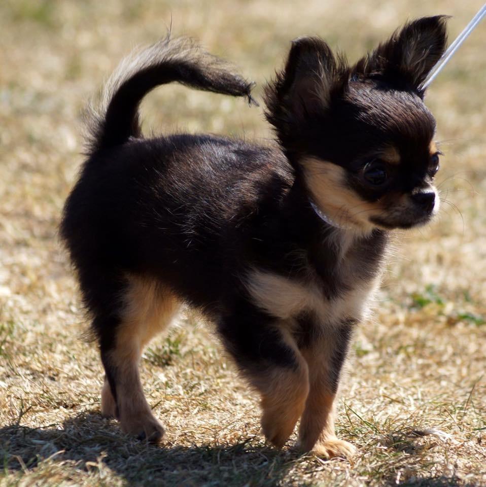 Chihuahua Neva billede 12