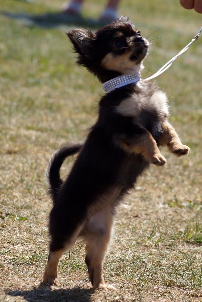 Chihuahua Neva billede 13