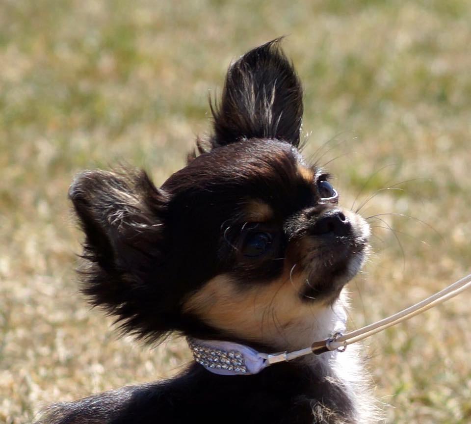 Chihuahua Neva billede 14