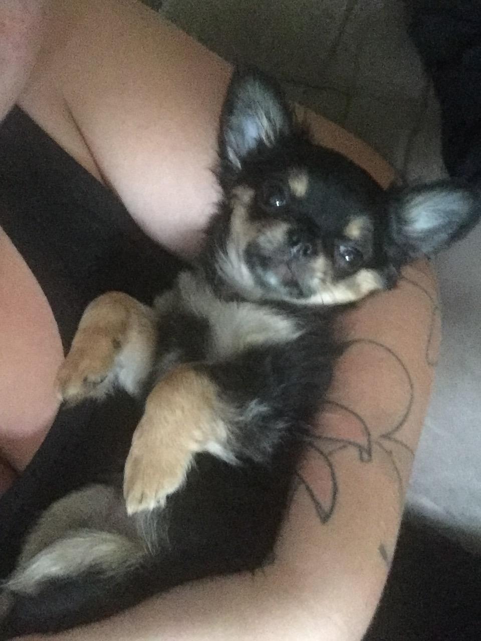 Chihuahua Neva billede 8