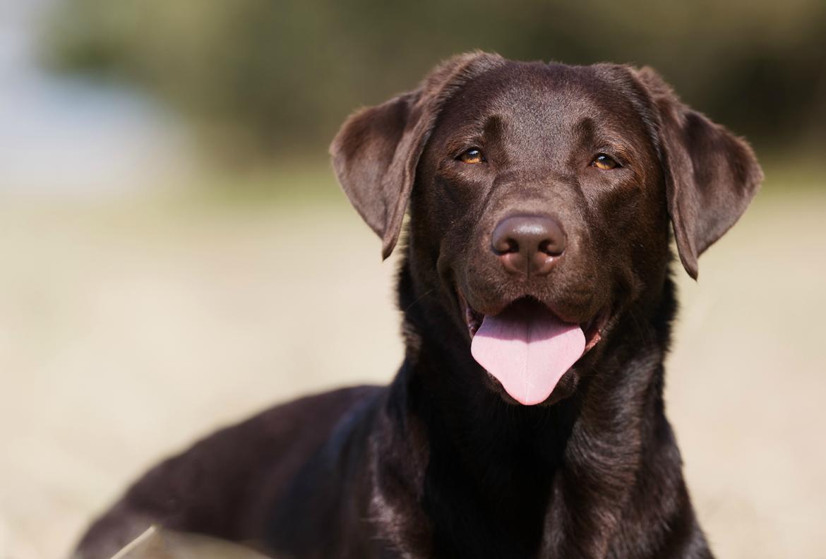 Labrador retriever Fella AKA Floppen billede 42