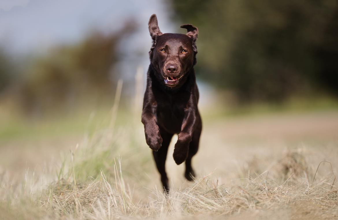 Labrador retriever Fella AKA Floppen billede 45