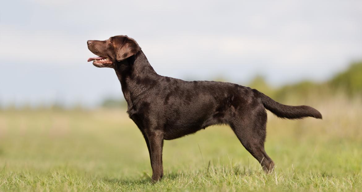 Labrador retriever Fella AKA Floppen billede 2