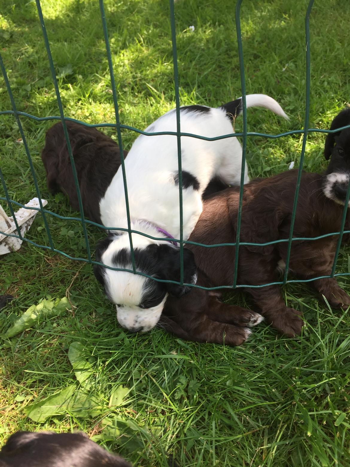 Field Trial Cockerspaniel Hayley billede 9