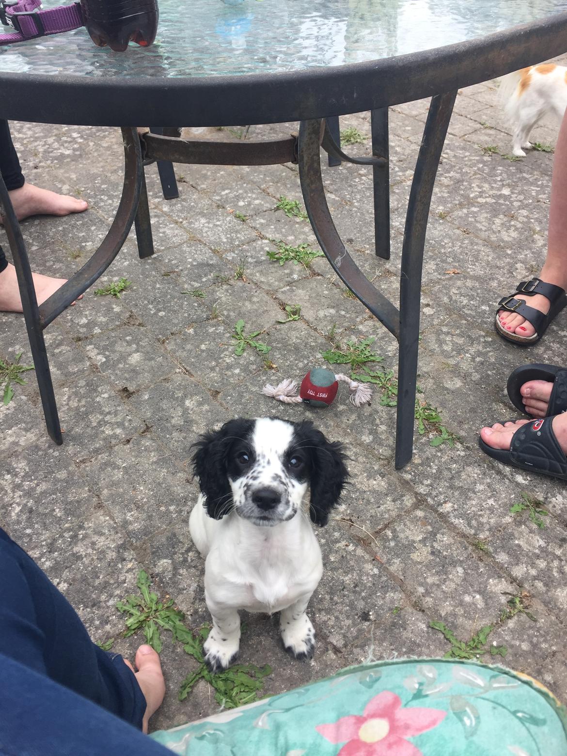 Field Trial Cockerspaniel Hayley billede 16