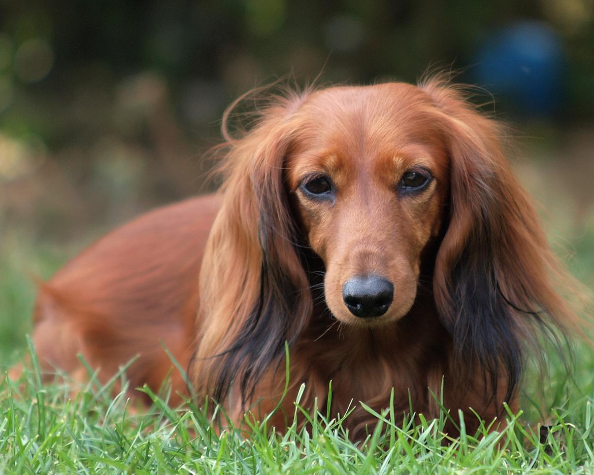Dværggravhund Xingu - 16/9-2016, knap 6 år gammel billede 1