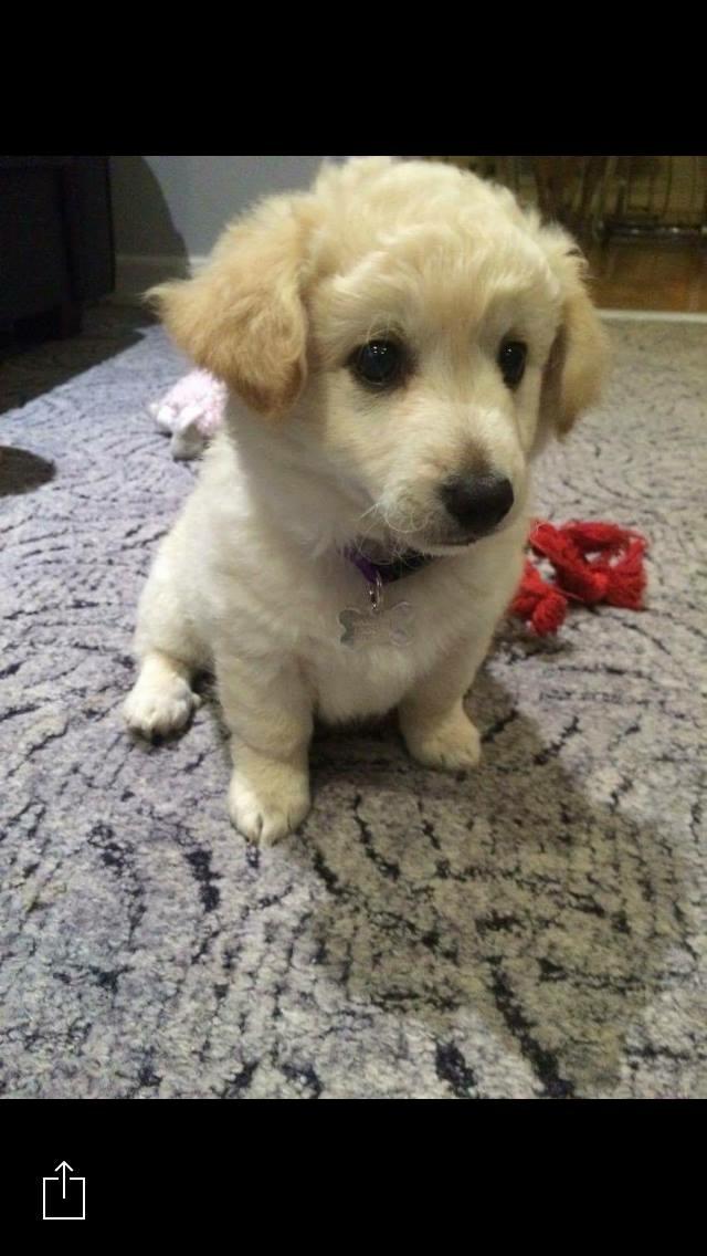 Blanding af racer Luna billede 1