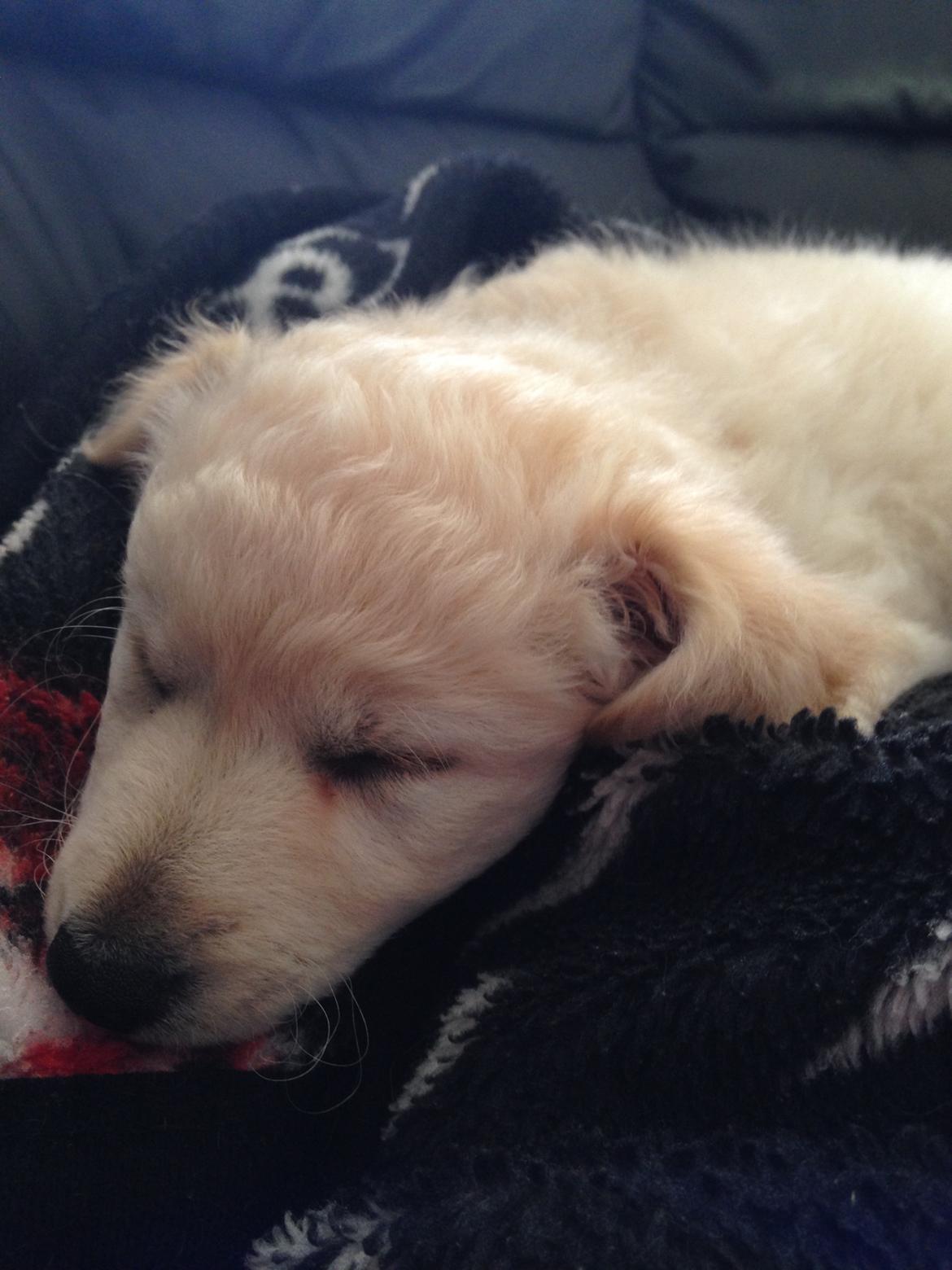 Blanding af racer Luna billede 3