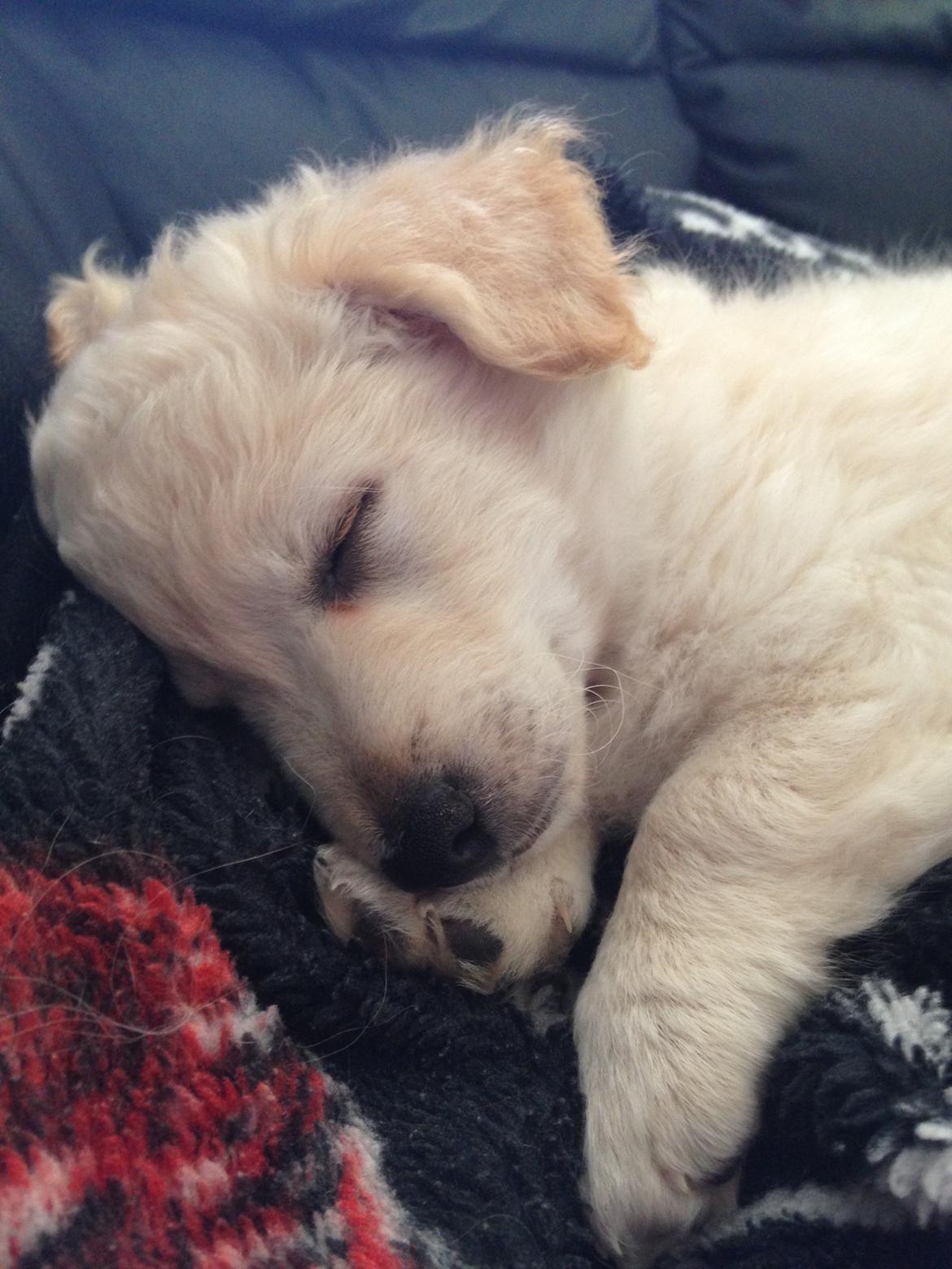 Blanding af racer Luna billede 4