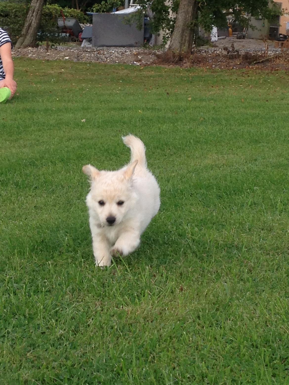 Blanding af racer Luna billede 5