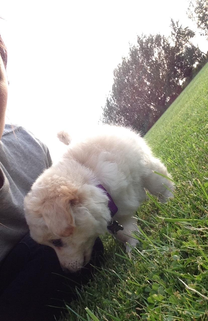 Blanding af racer Luna billede 6