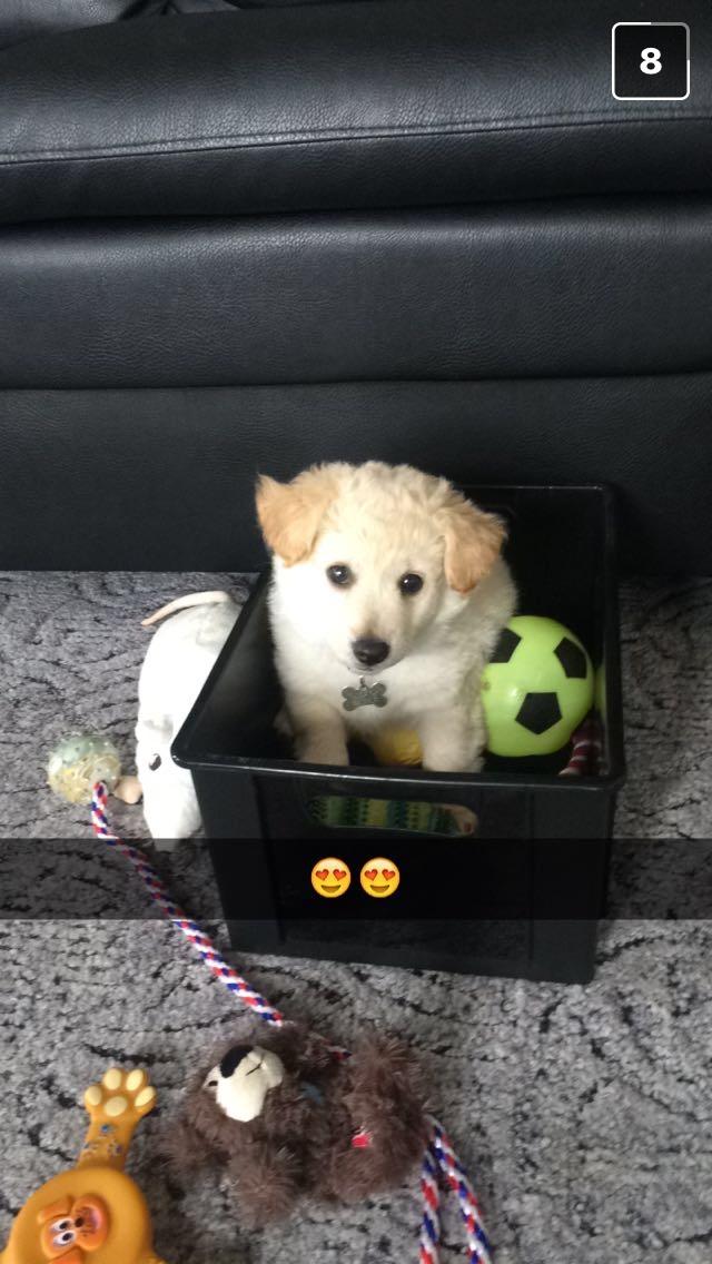 Blanding af racer Luna billede 7