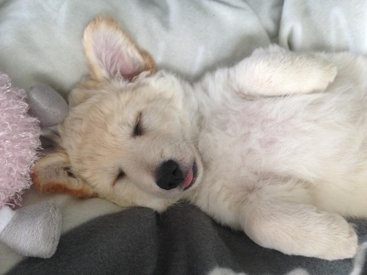 Blanding af racer Luna billede 8