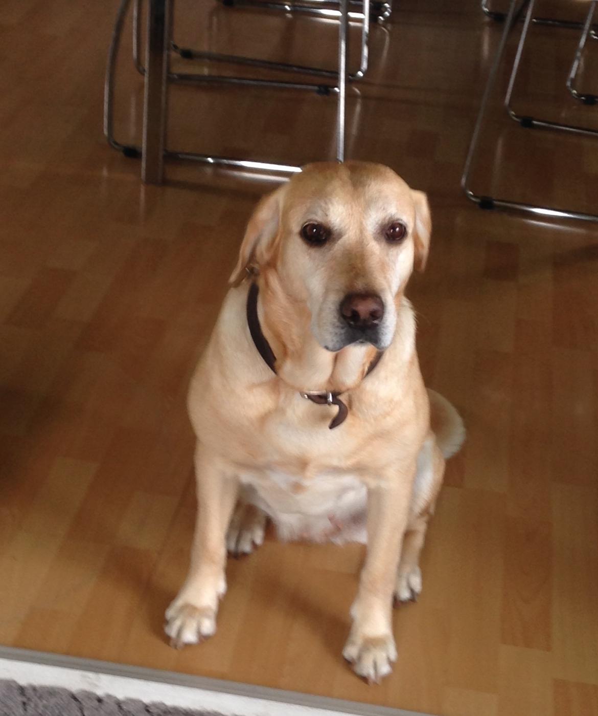 Labrador retriever Molly billede 1