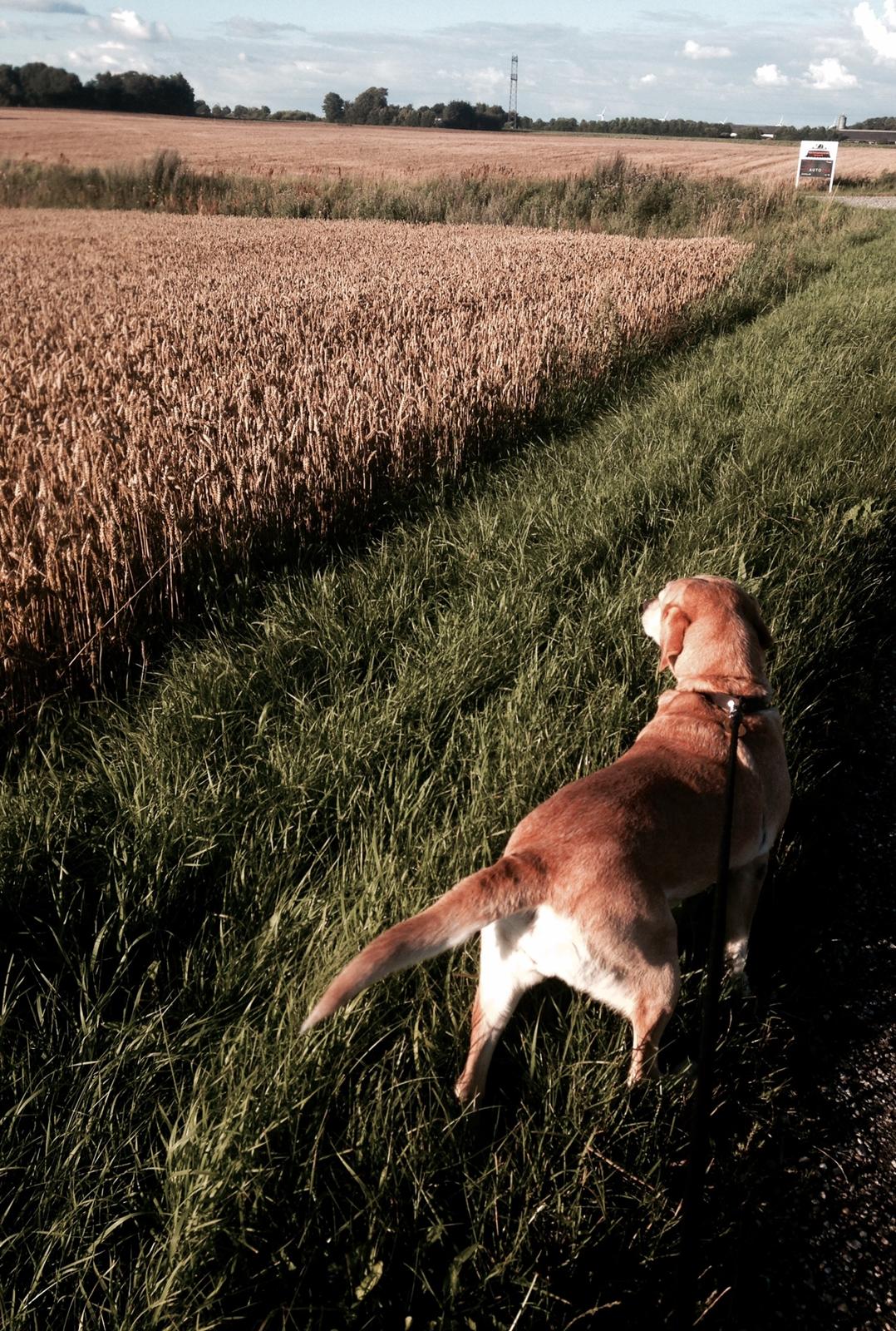 Labrador retriever Molly billede 3
