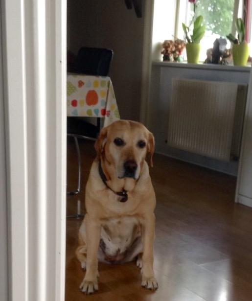 Labrador retriever Molly billede 2