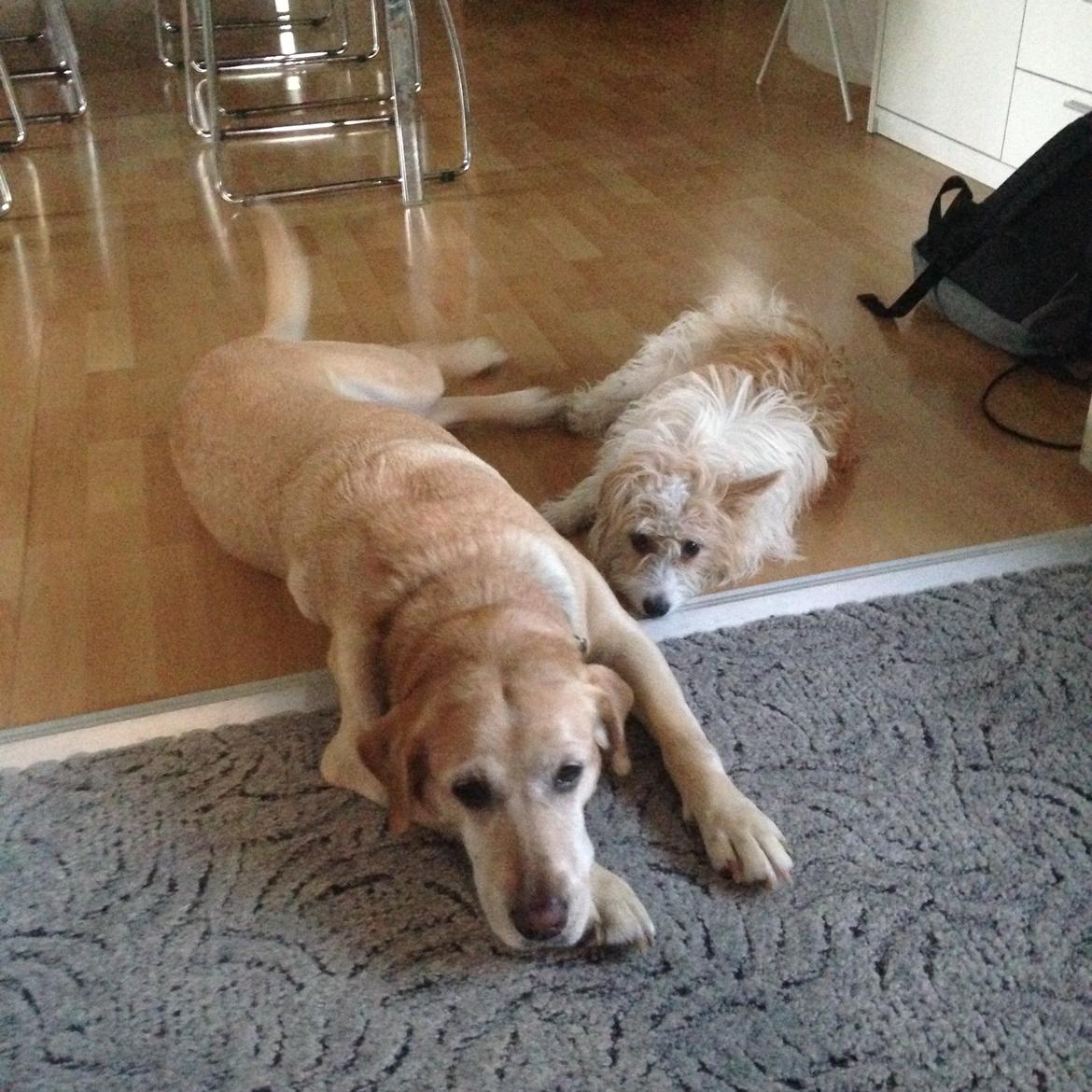 Labrador retriever Molly billede 5