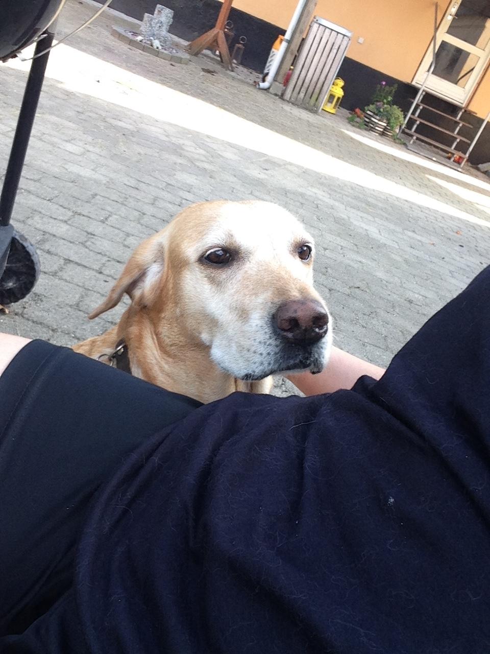 Labrador retriever Molly billede 6