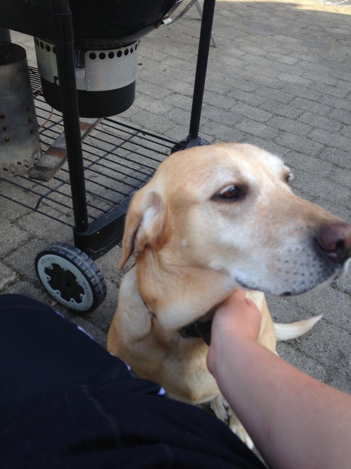 Labrador retriever Molly billede 7