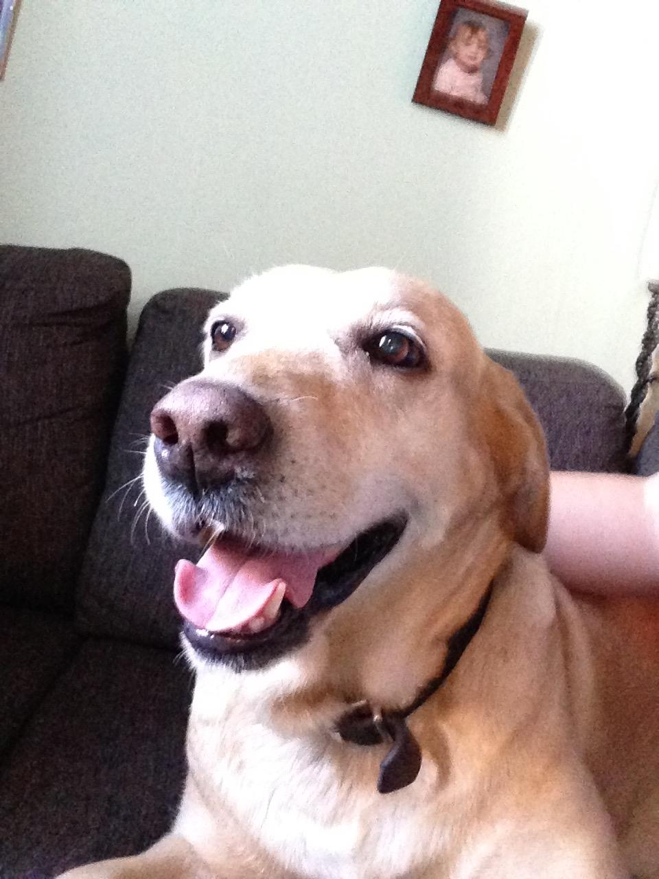 Labrador retriever Molly billede 4