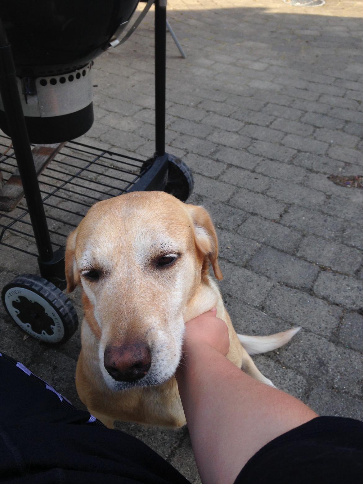 Labrador retriever Molly billede 8