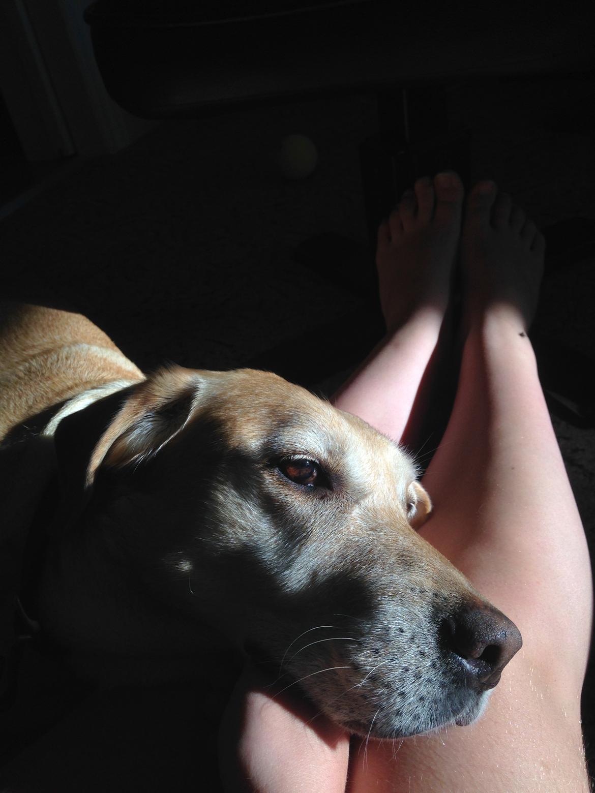 Labrador retriever Molly billede 9