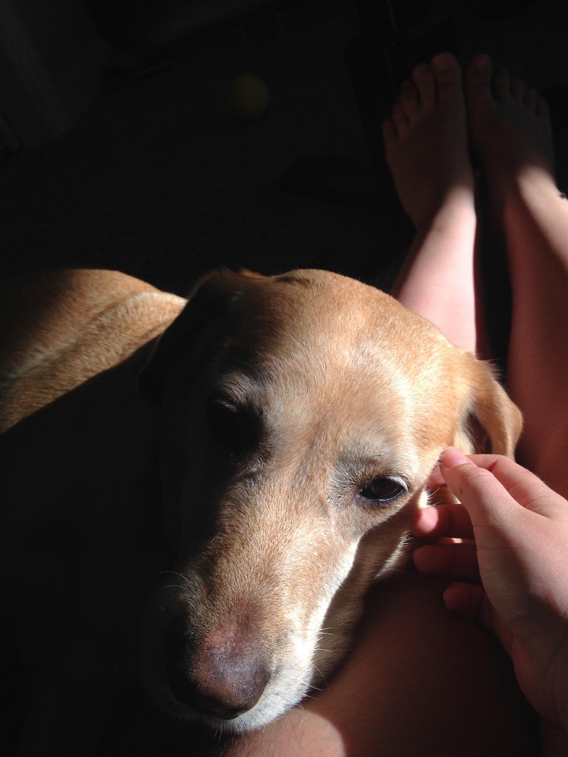 Labrador retriever Molly billede 10