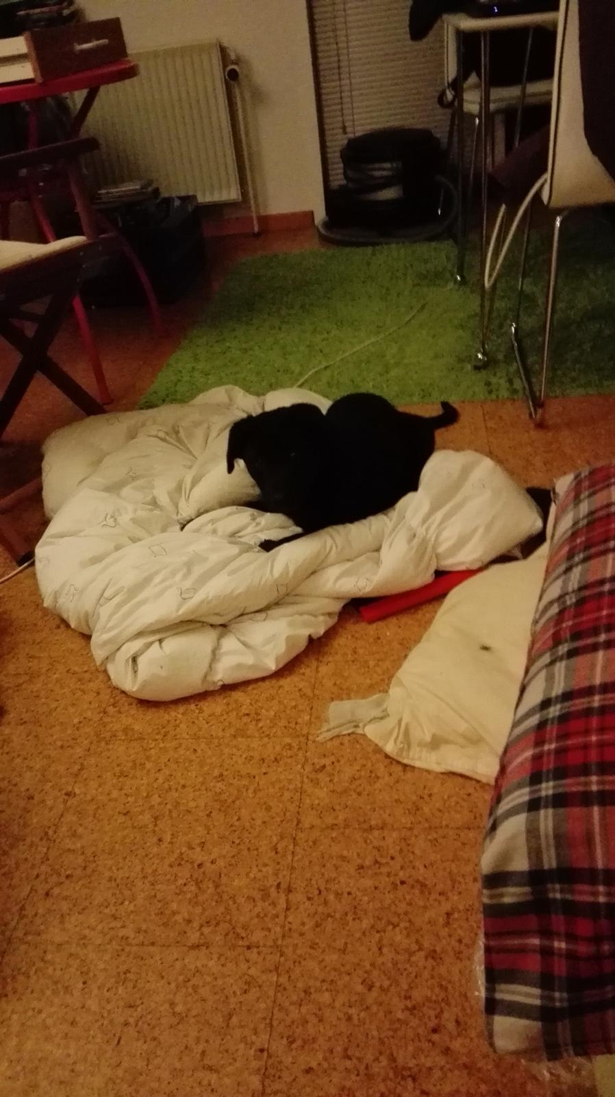 Blanding af racer Exotic billede 1