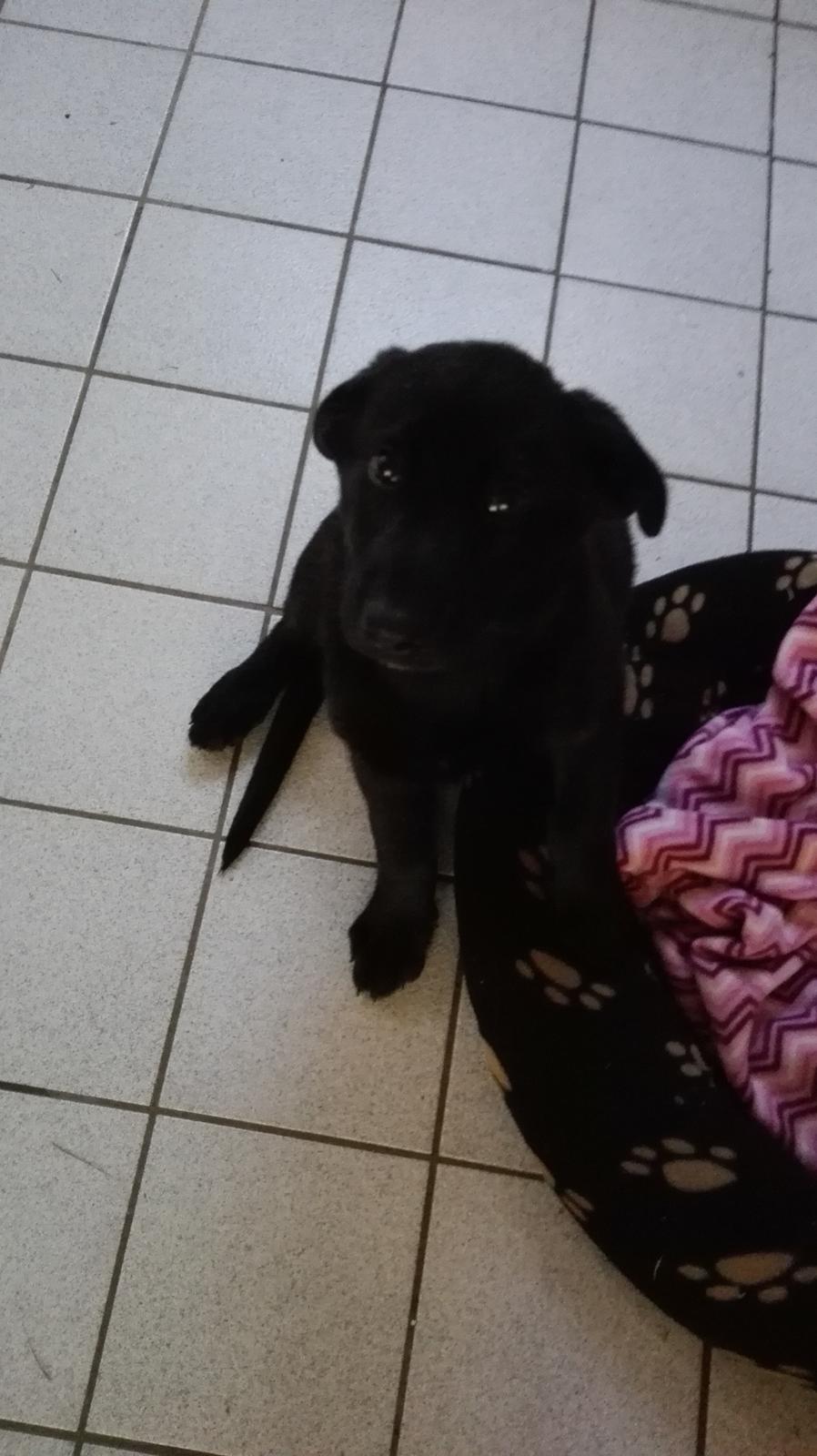 Blanding af racer Exotic billede 2