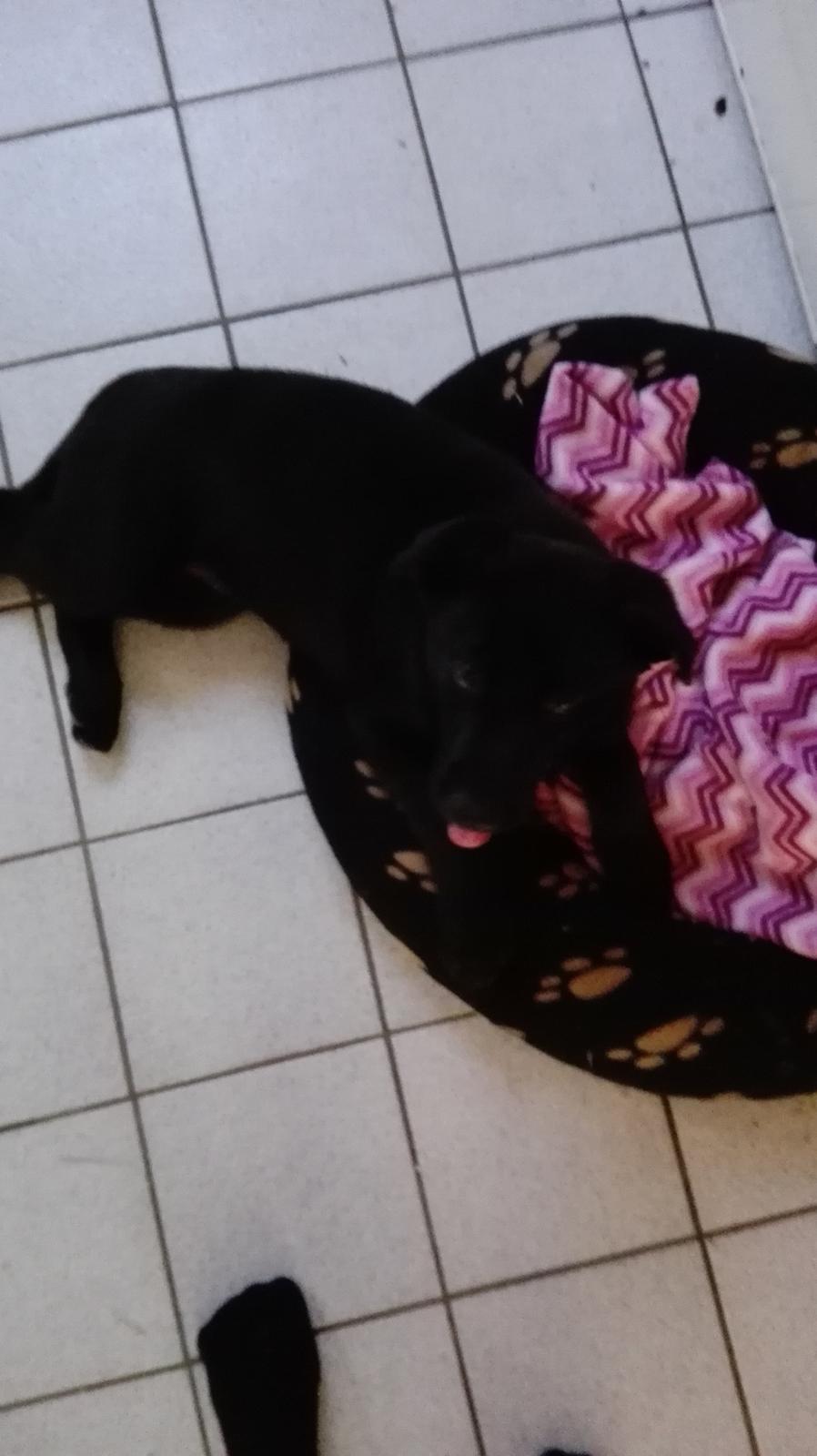 Blanding af racer Exotic billede 3